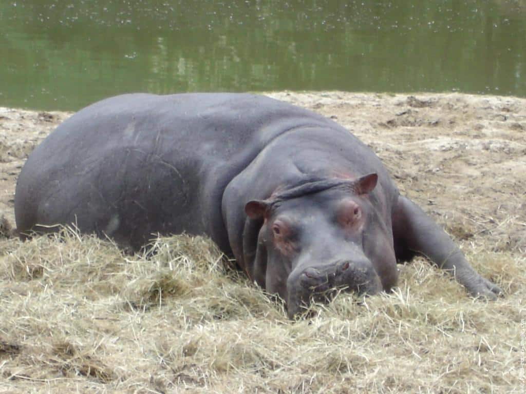Hippopotame couché dans la paille